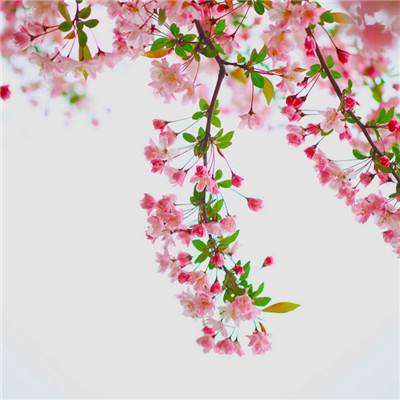 烧味蹦蹦蹦手机版(暂未上线)v1.0 安卓版